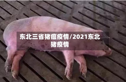 东北三省猪瘟疫情/2021东北猪疫情-第1张图片